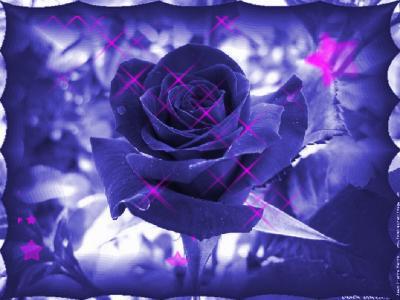 belle rose bleu !