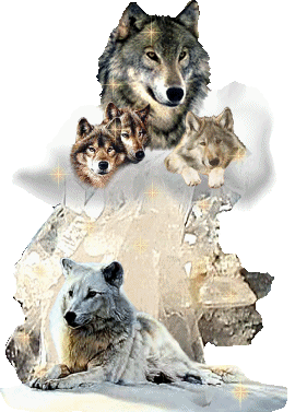 superbe loup !
