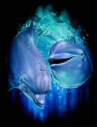 sympa les dauphins