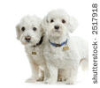 les chiots